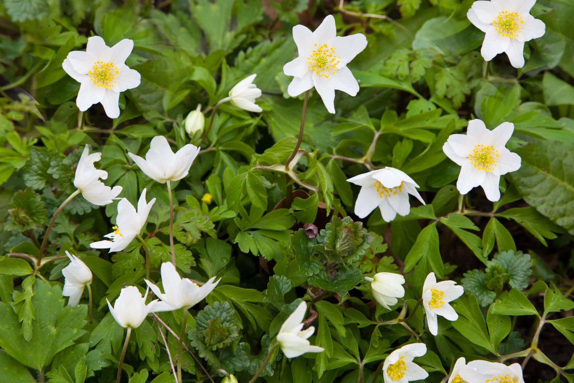 © Trudelies de Graaf Witte bosanemonen tussen de groene ondergroei in Kasteelpark Loenersloot. © Trudelies de Graaf