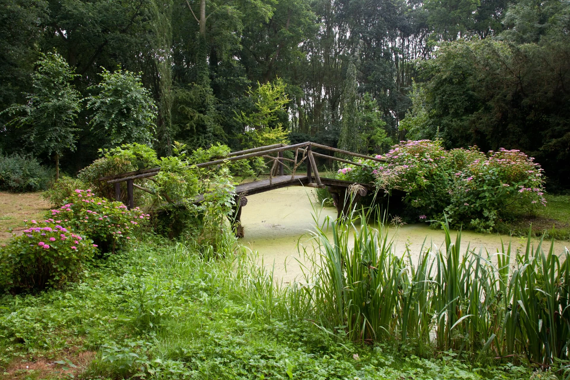 © Trudelies de Graaf Rustieke brug over de waterpartij tussen bloeiende hortensia's en groene oevers in Kasteelpark Loenersloot. © Trudelies de Graaf