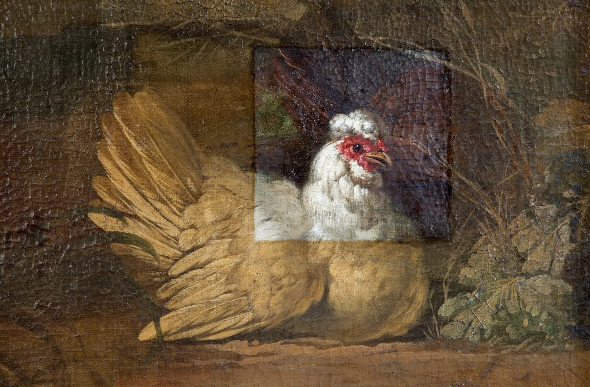 Geschilderde kip op het behang met een rechthoekig proefvlak; het behandelde deel contrasteert met de donkere omliggende schildering.